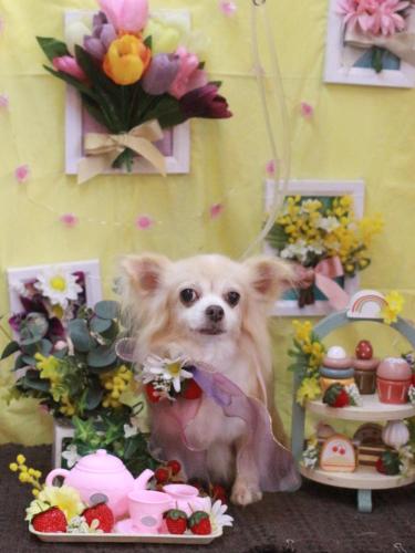 20230304チャッピーちゃん